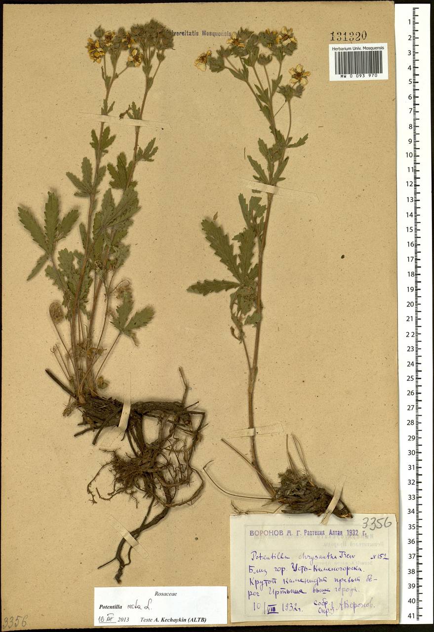 Potentilla recta L., Siberia, Western (Kazakhstan) Altai Mountains (S2a) (Kazakhstan)