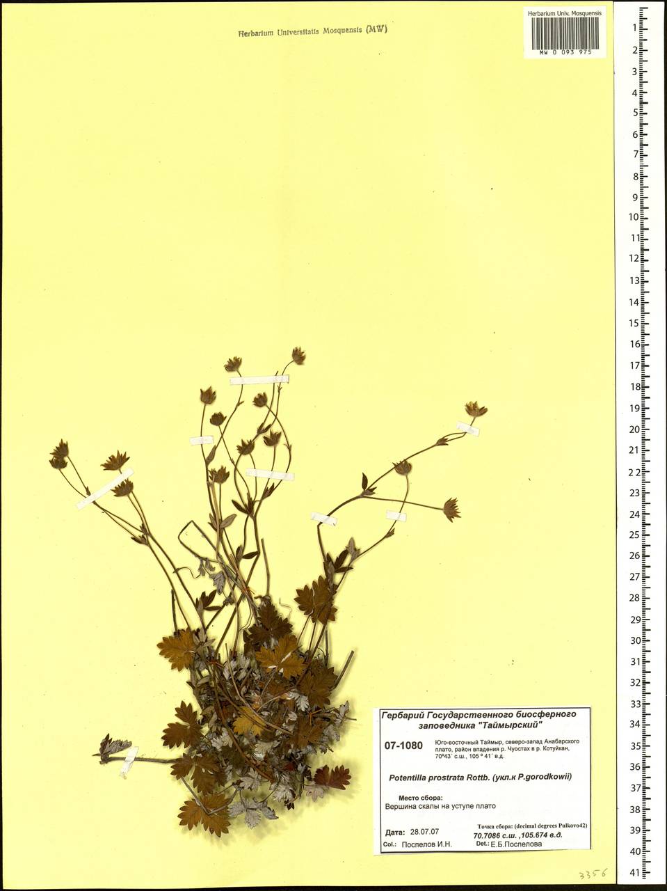 Potentilla ×prostrata Rottb., Siberia, Central Siberia (S3) (Russia)