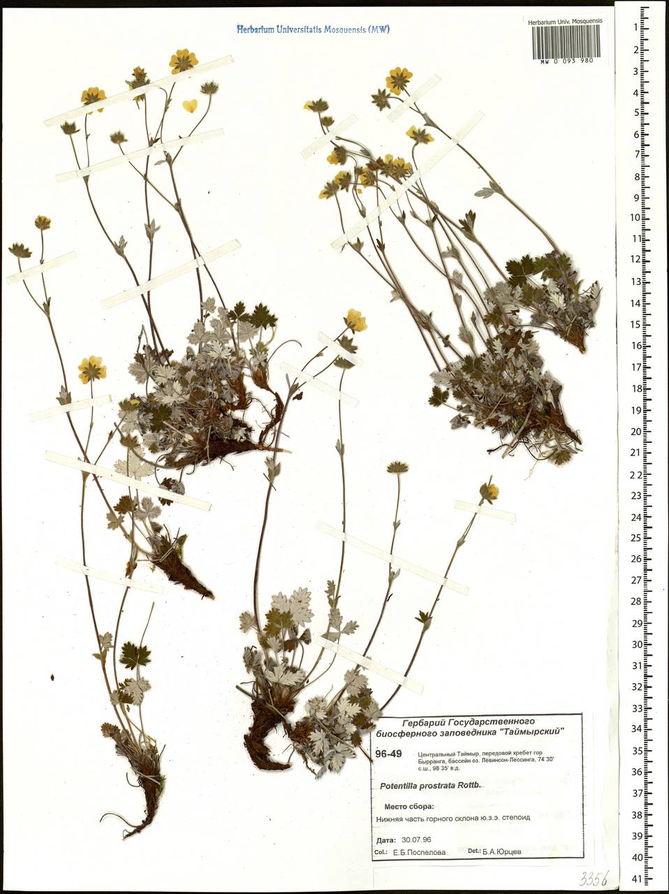 Potentilla ×prostrata Rottb., Siberia, Central Siberia (S3) (Russia)