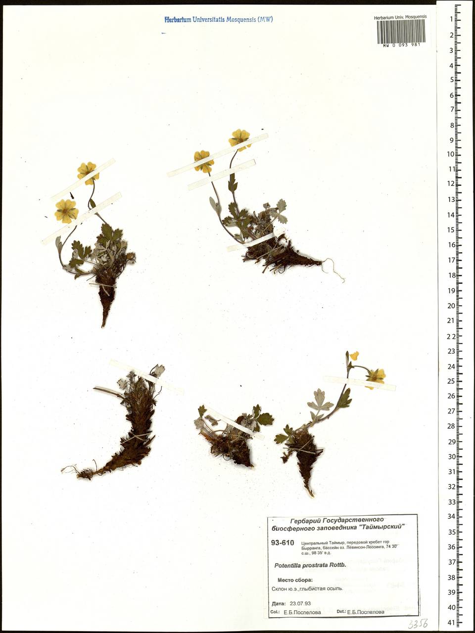 Potentilla ×prostrata Rottb., Siberia, Central Siberia (S3) (Russia)