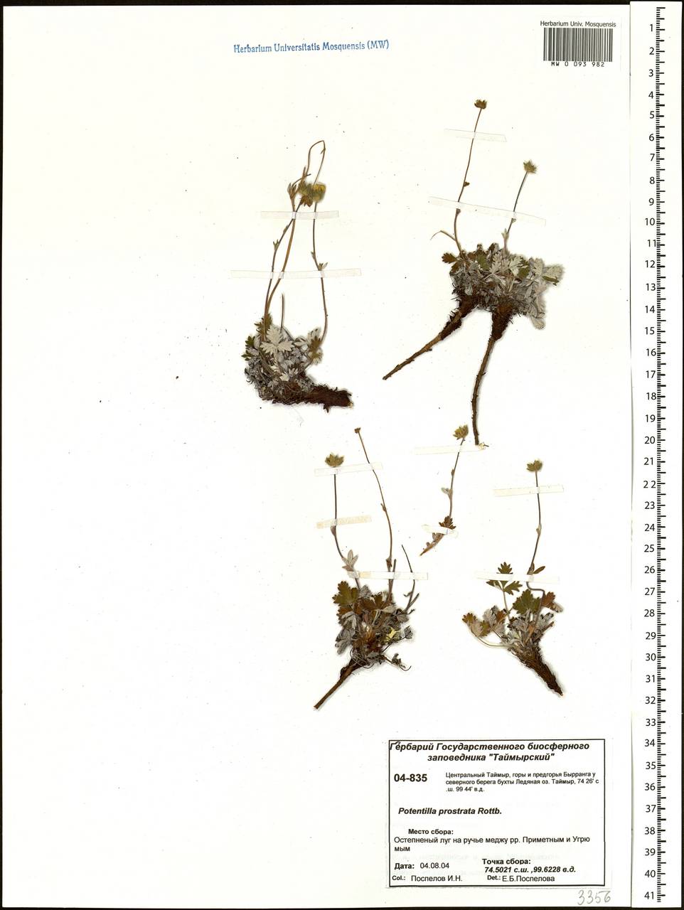 Potentilla × prostrata Rottb., Siberia, Central Siberia (S3) (Russia)