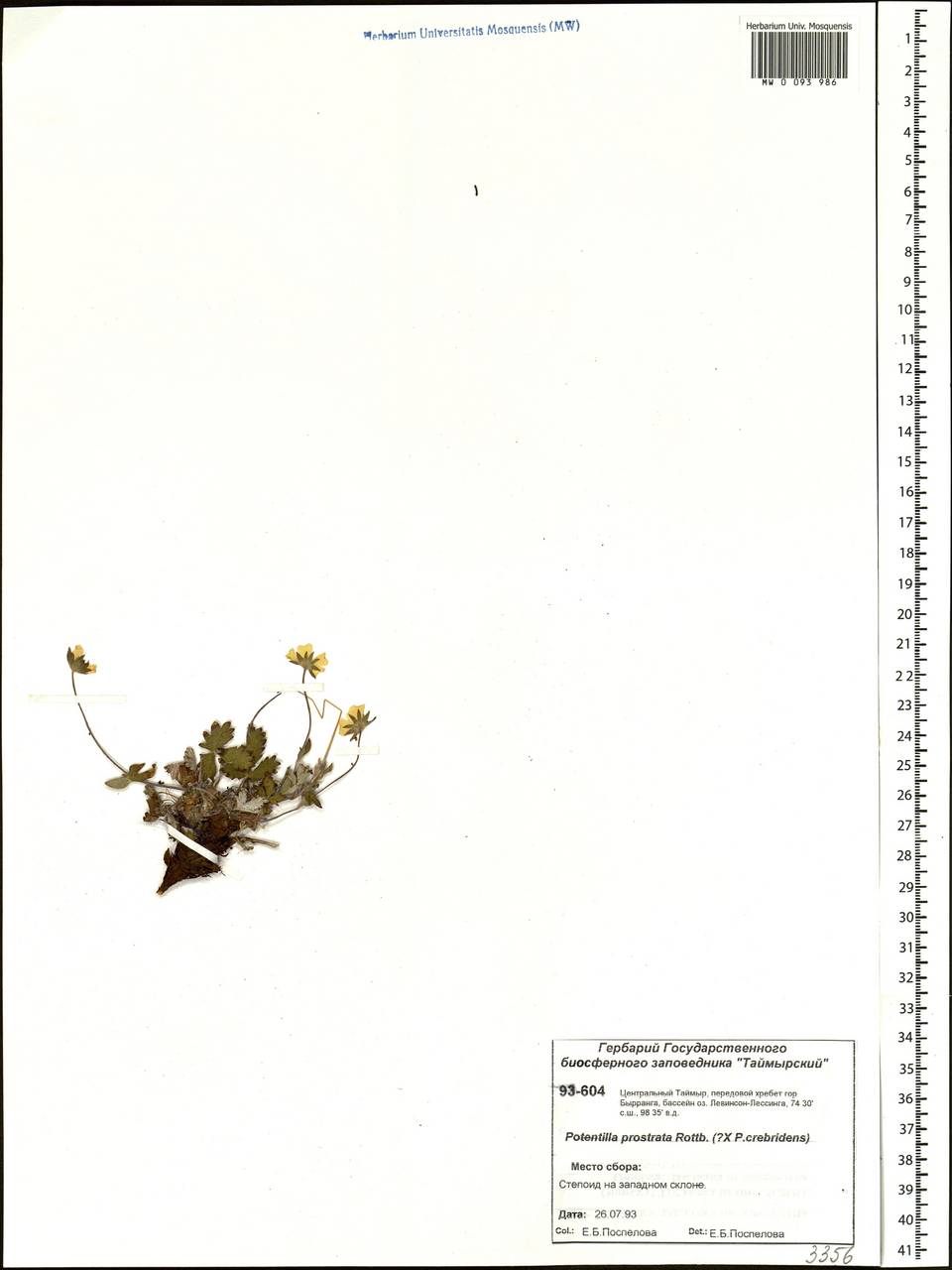 Potentilla ×prostrata Rottb., Siberia, Central Siberia (S3) (Russia)