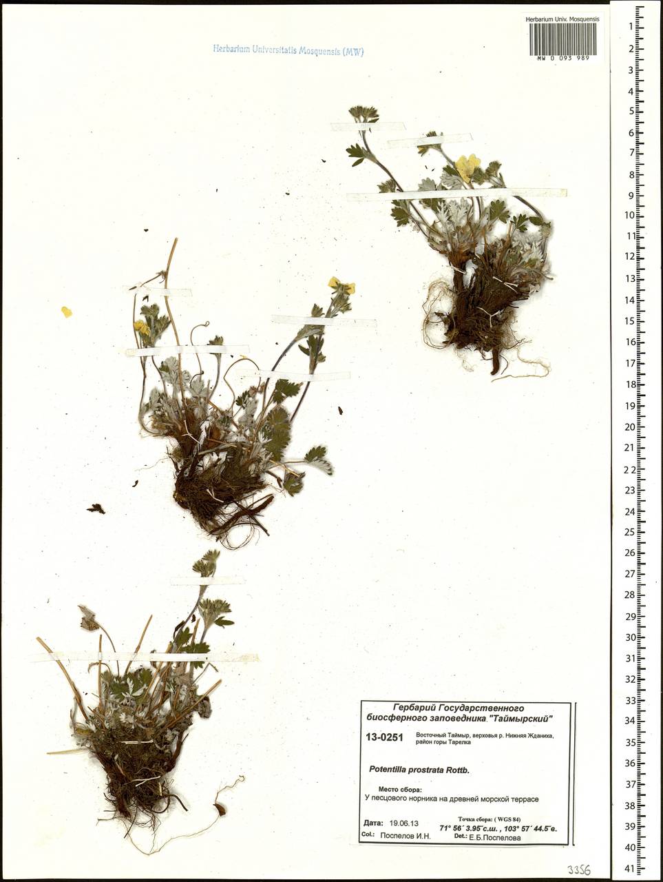 Potentilla ×prostrata Rottb., Siberia, Central Siberia (S3) (Russia)