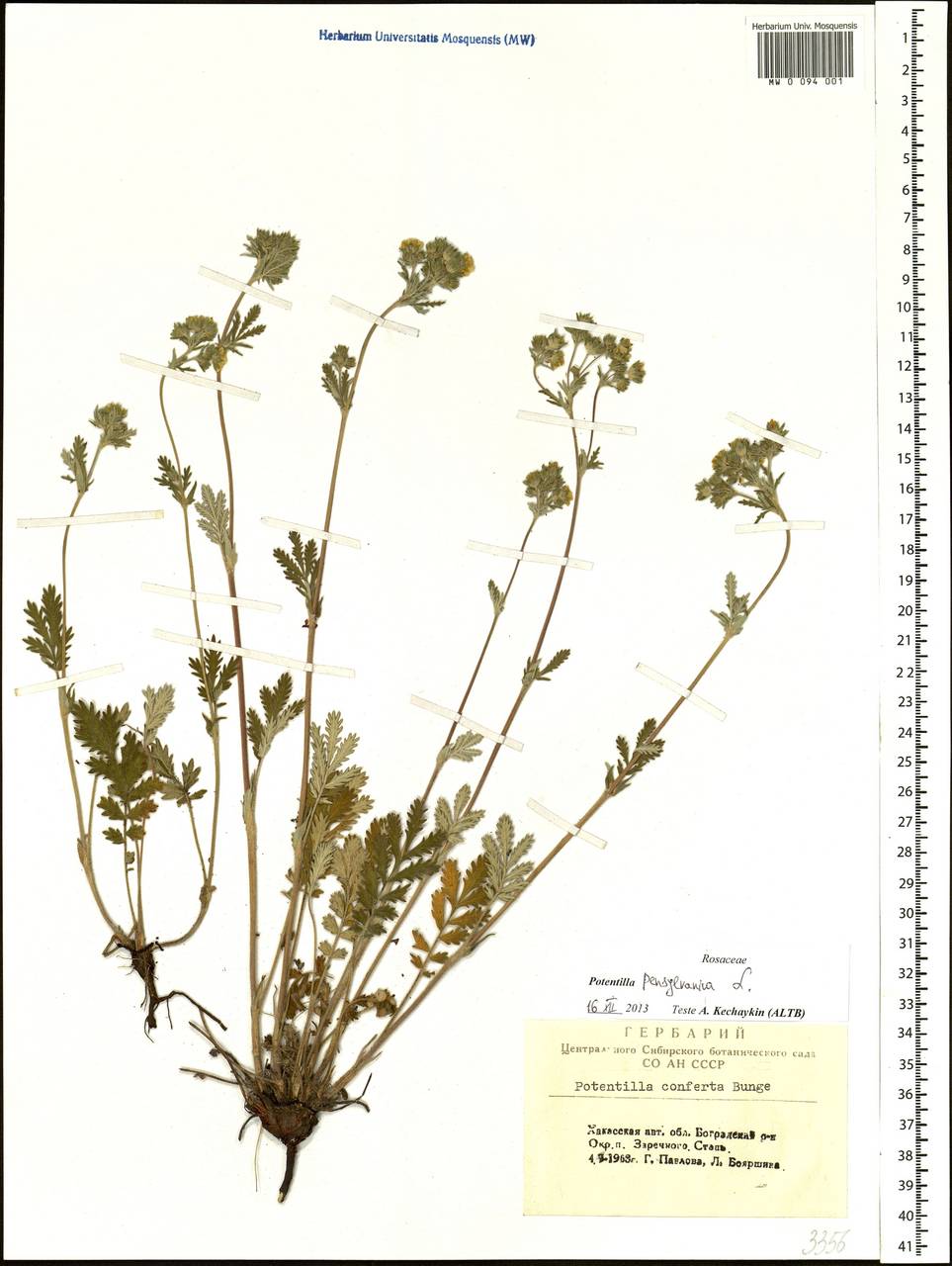 Potentilla pensylvanica L., Siberia, Altai & Sayany Mountains (S2) (Russia)