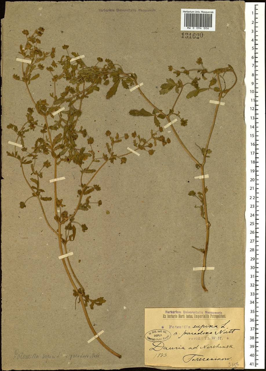 Potentilla supina subsp. paradoxa (Nutt. ex Torr. & A. Gray) Soják, Siberia, Baikal & Transbaikal region (S4) (Russia)