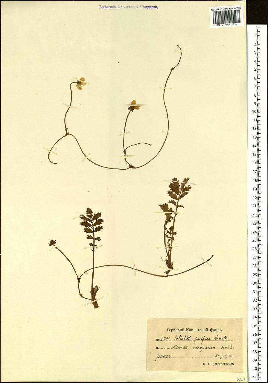 Argentina anserina subsp. egedii (Wormsk.) Á. Löve & Ritchie, Siberia, Chukotka & Kamchatka (S7) (Russia)