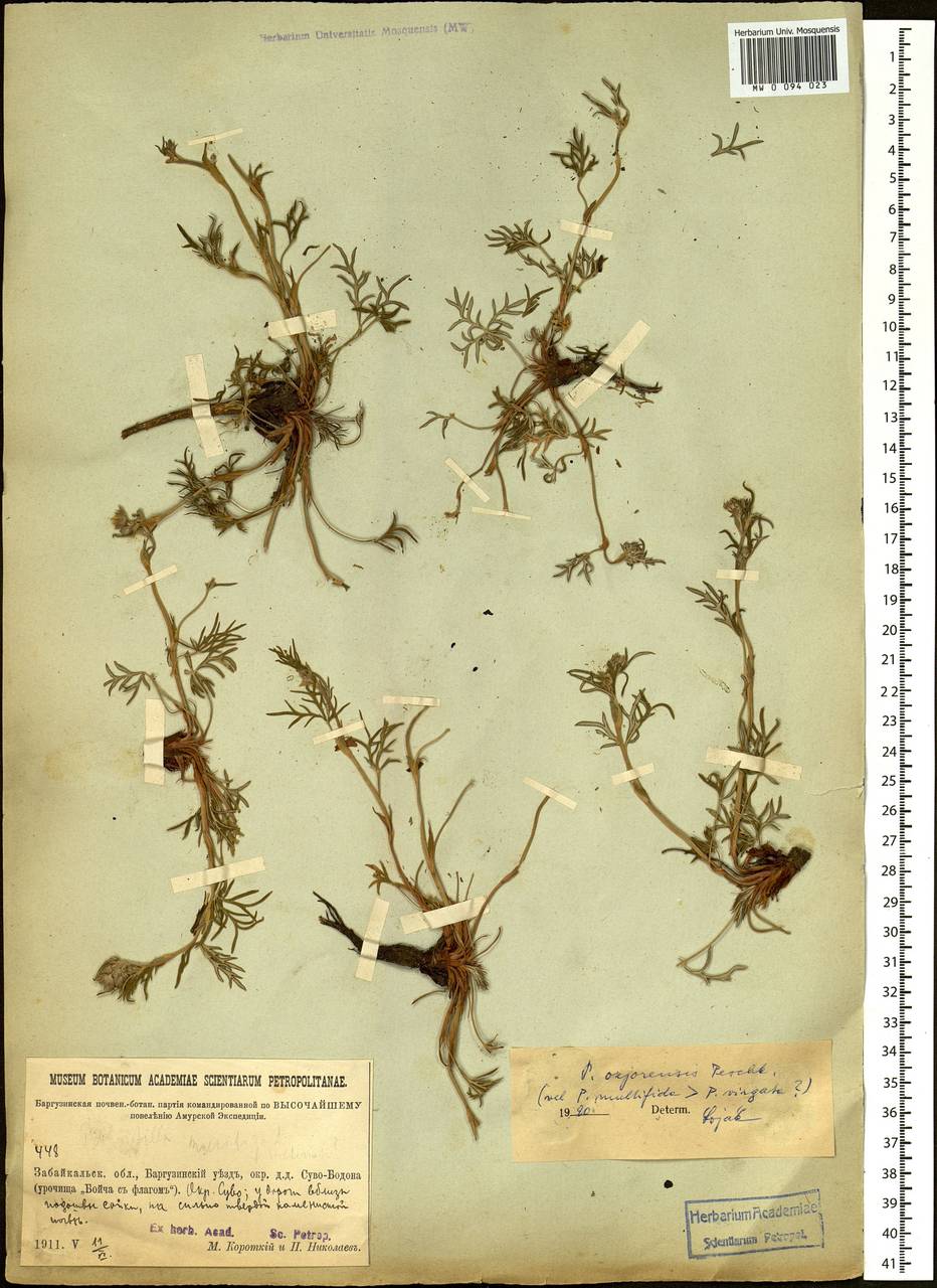 Potentilla ozjorensis Peschkova, Siberia, Baikal & Transbaikal region (S4) (Russia)