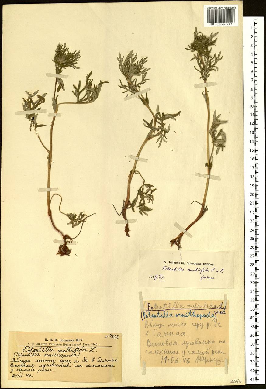 Potentilla ornithopoda Tausch, Siberia, Altai & Sayany Mountains (S2) (Russia)