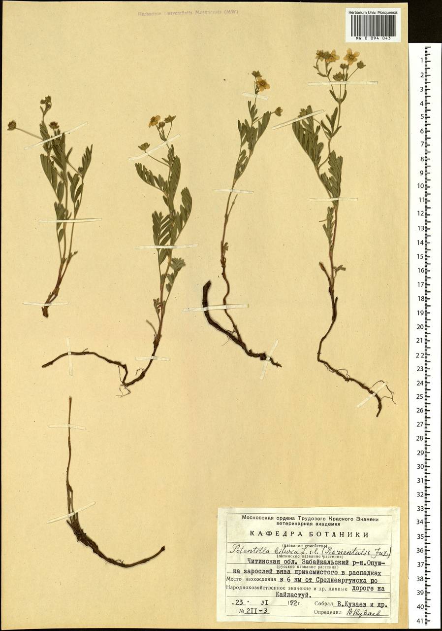 Sibbaldianthe bifurca (L.) Kurtto & T. Erikss., Siberia, Baikal & Transbaikal region (S4) (Russia)