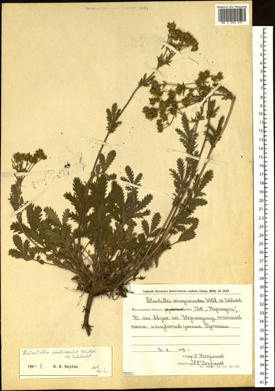 Potentilla tanacetifolia Willd. ex D. F. K. Schltdl., Siberia, Chukotka & Kamchatka (S7) (Russia)