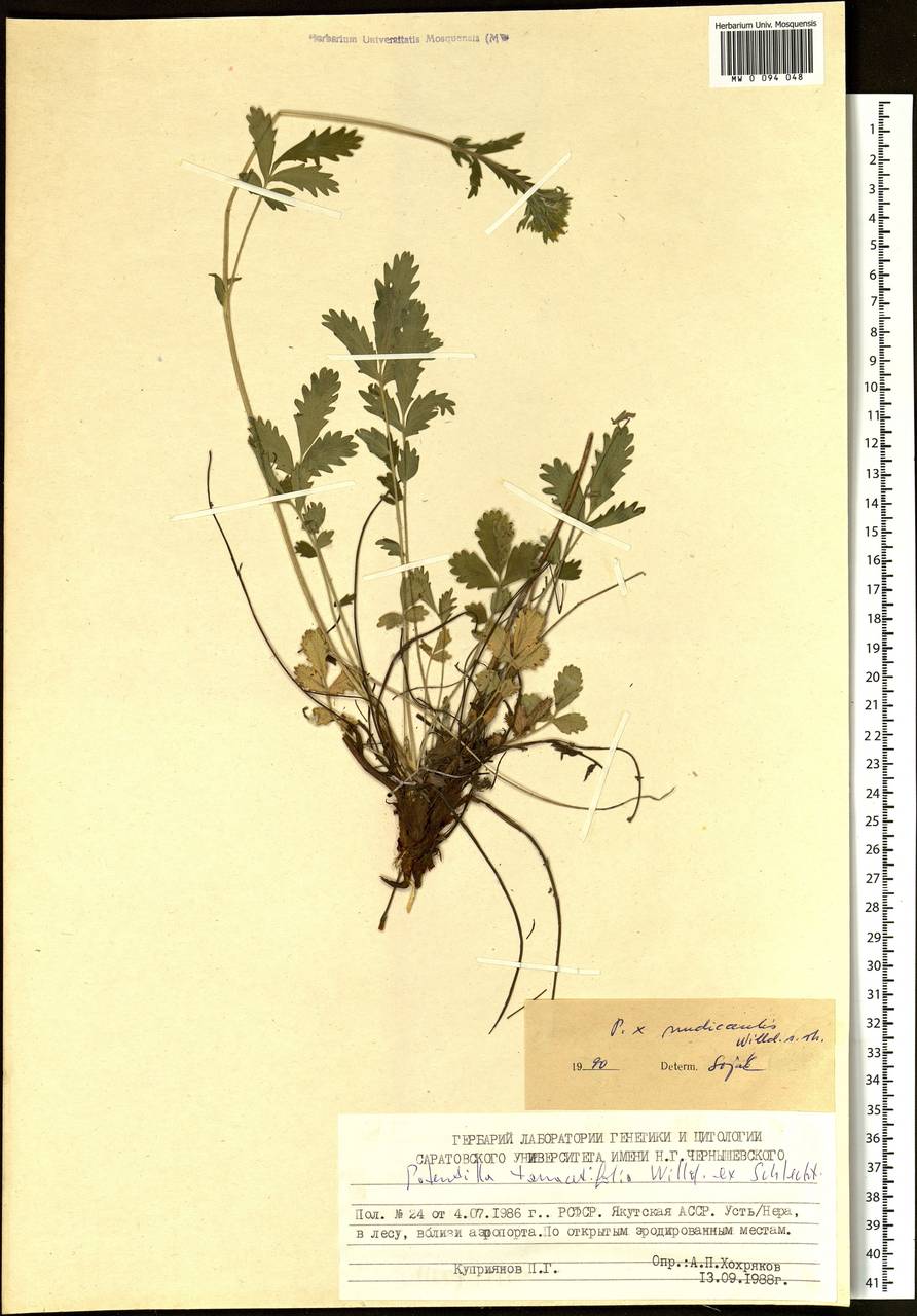 Potentilla tanacetifolia Willd. ex D. F. K. Schltdl., Siberia, Yakutia (S5) (Russia)