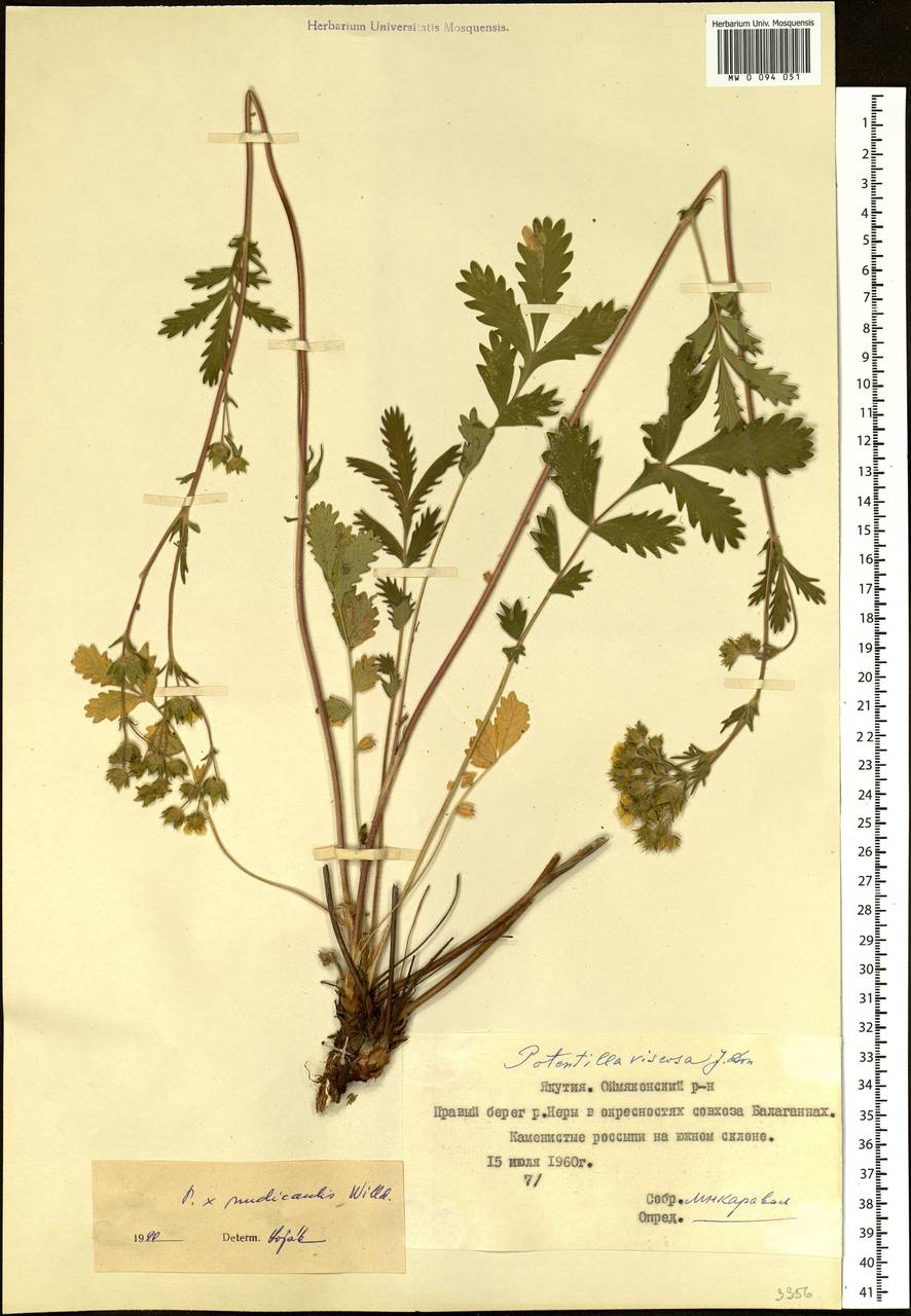 Potentilla tanacetifolia Willd. ex D. F. K. Schltdl., Siberia, Yakutia (S5) (Russia)