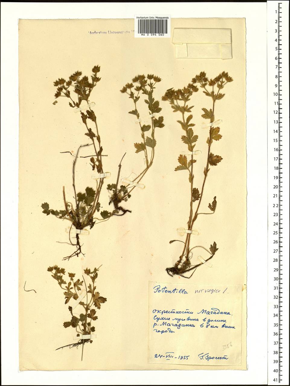 Potentilla norvegica L., Siberia, Chukotka & Kamchatka (S7) (Russia)