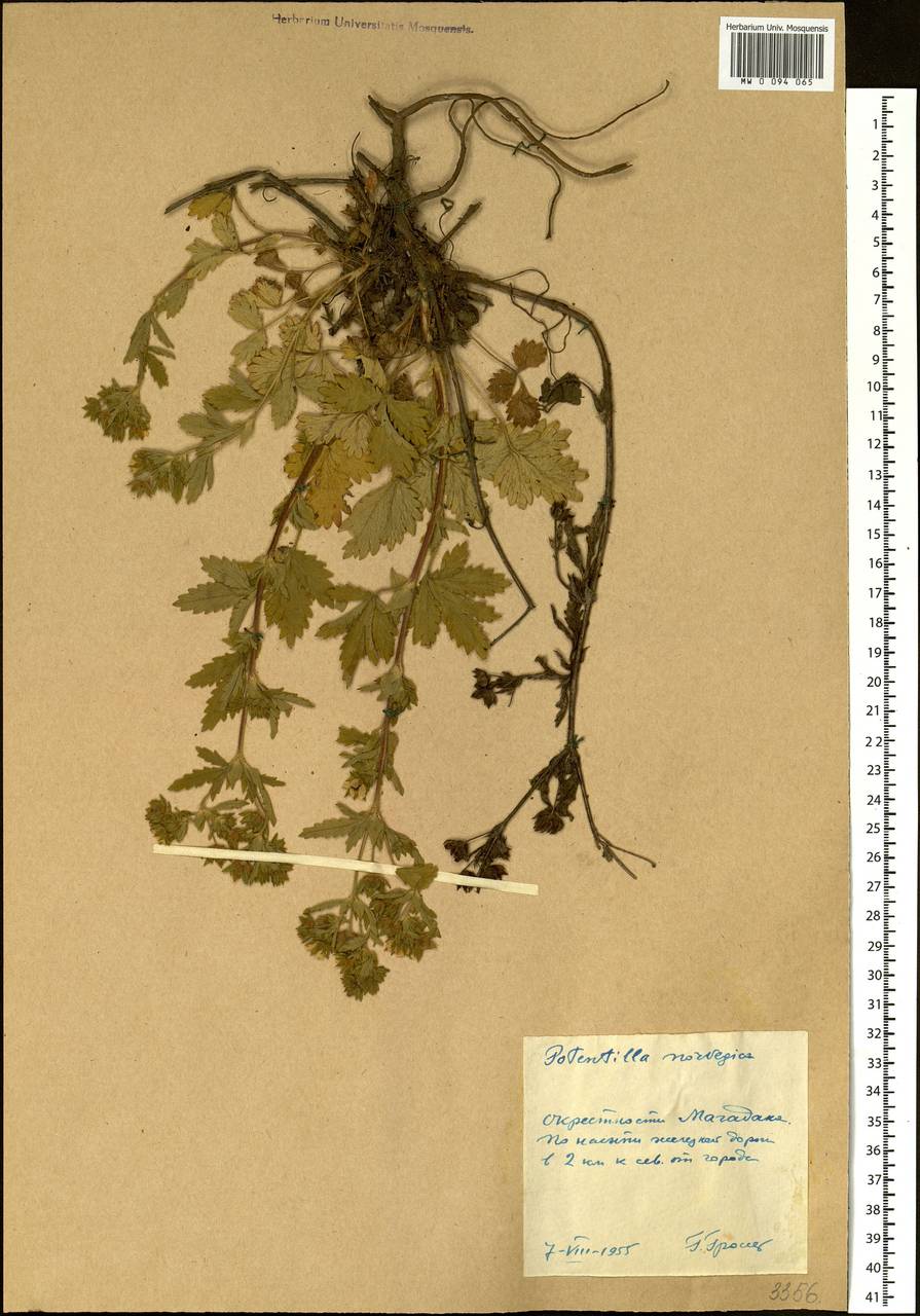 Potentilla norvegica L., Siberia, Chukotka & Kamchatka (S7) (Russia)