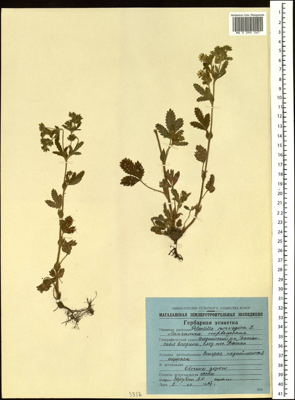 Potentilla norvegica L., Siberia, Chukotka & Kamchatka (S7) (Russia)