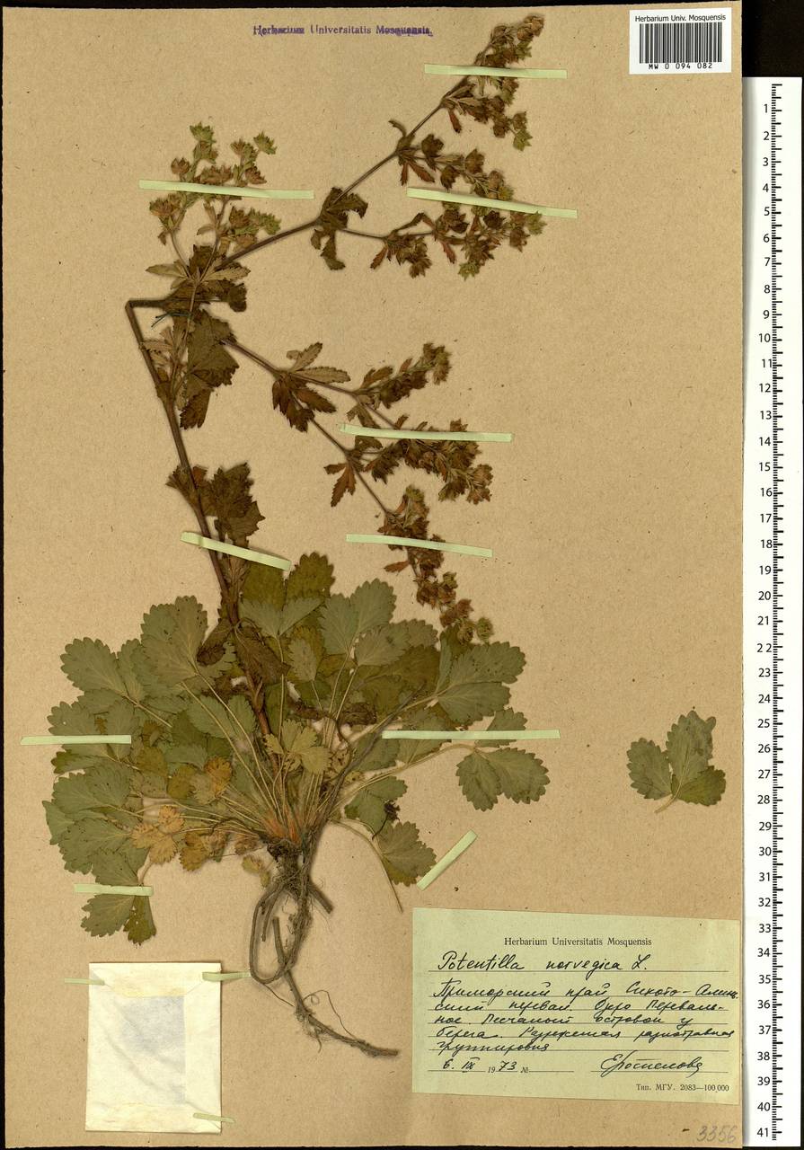 Potentilla norvegica L., Siberia, Russian Far East (S6) (Russia)