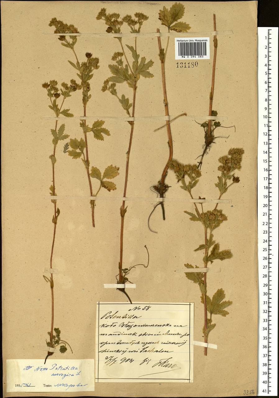 Potentilla norvegica L., South Asia, South Asia (Asia outside ex-Soviet states and Mongolia) (ASIA) (China)
