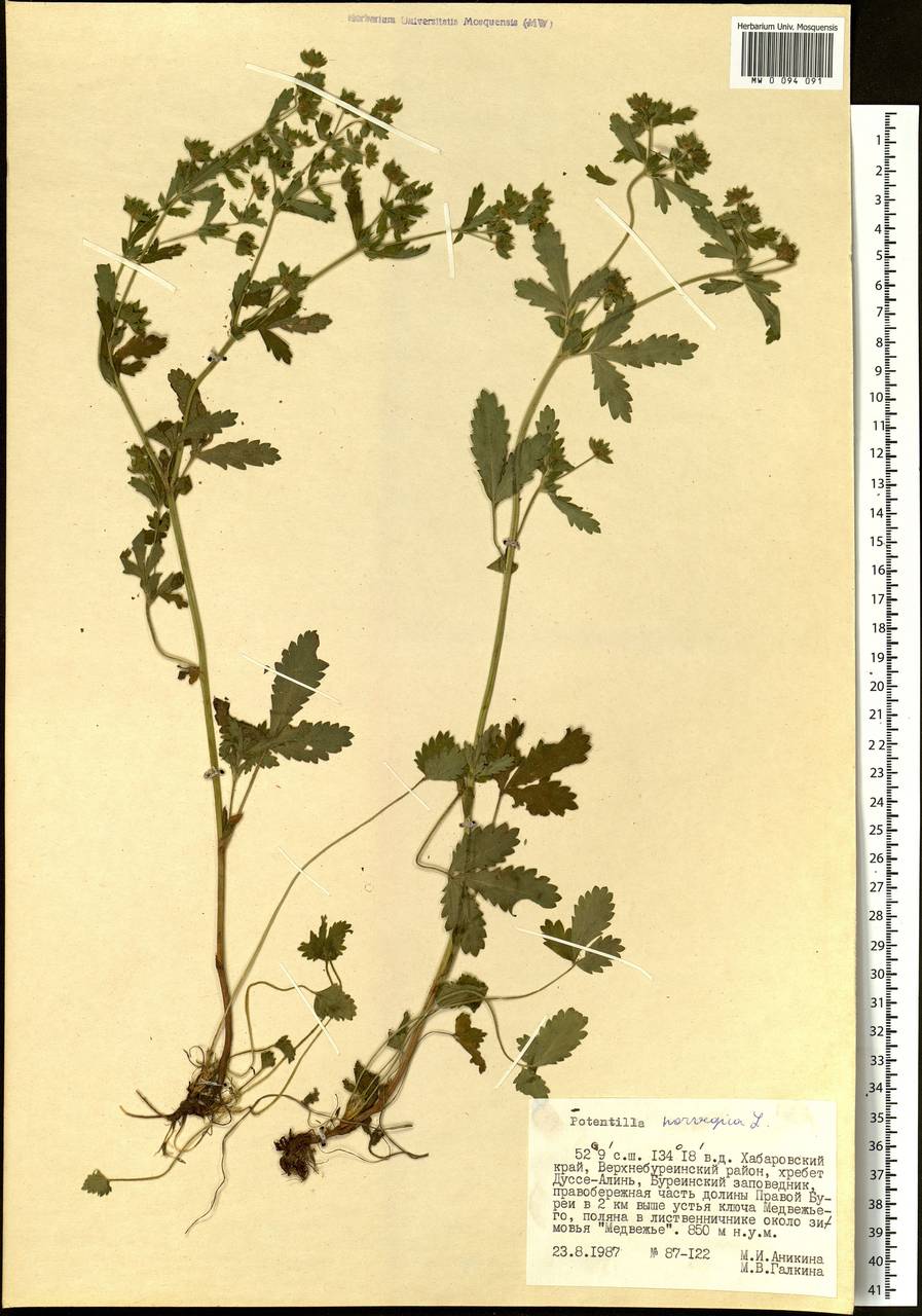 Potentilla norvegica L., Siberia, Russian Far East (S6) (Russia)