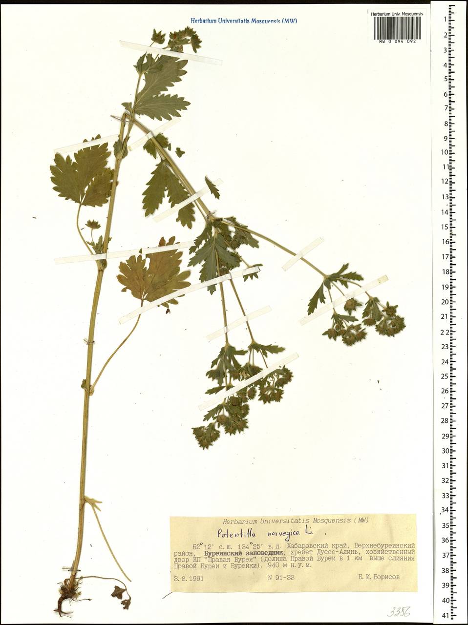 Potentilla norvegica L., Siberia, Russian Far East (S6) (Russia)