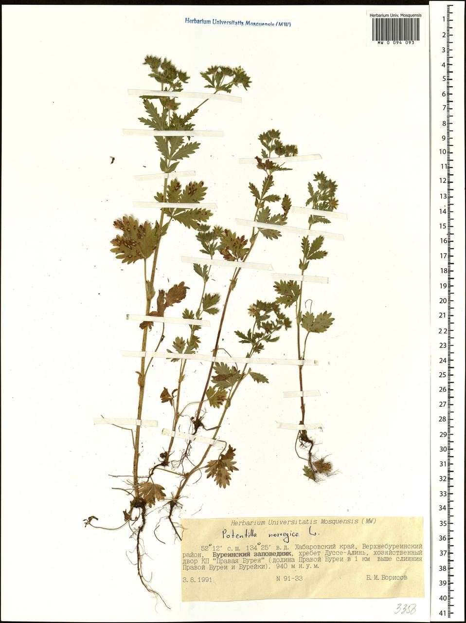 Potentilla norvegica L., Siberia, Russian Far East (S6) (Russia)