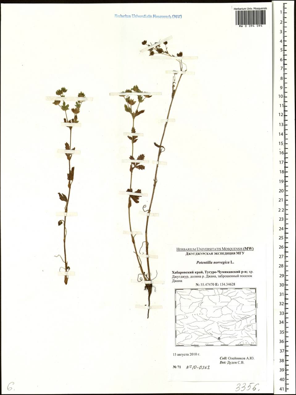 Potentilla norvegica L., Siberia, Russian Far East (S6) (Russia)