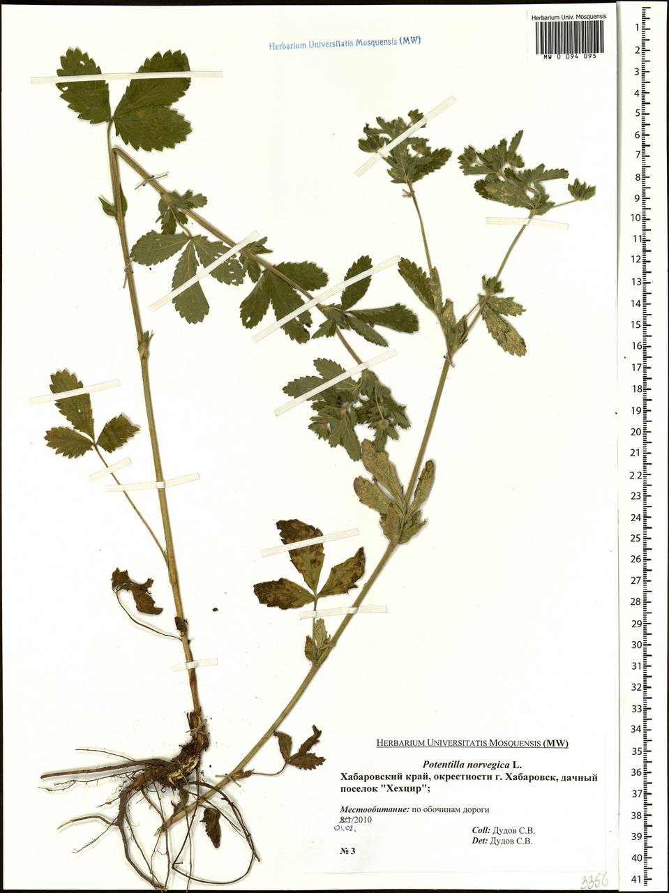 Potentilla norvegica L., Siberia, Russian Far East (S6) (Russia)