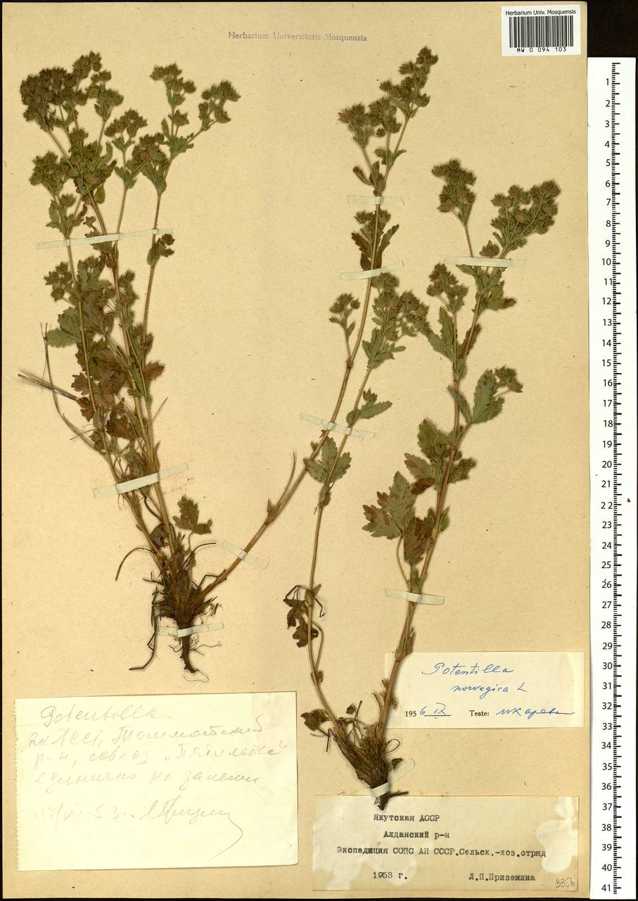 Potentilla norvegica L., Siberia, Yakutia (S5) (Russia)