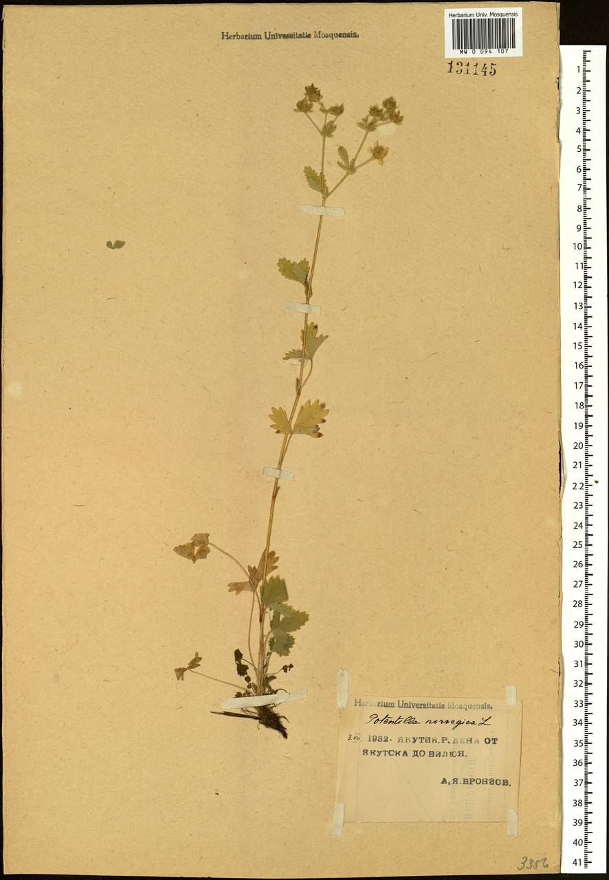 Potentilla norvegica L., Siberia, Yakutia (S5) (Russia)