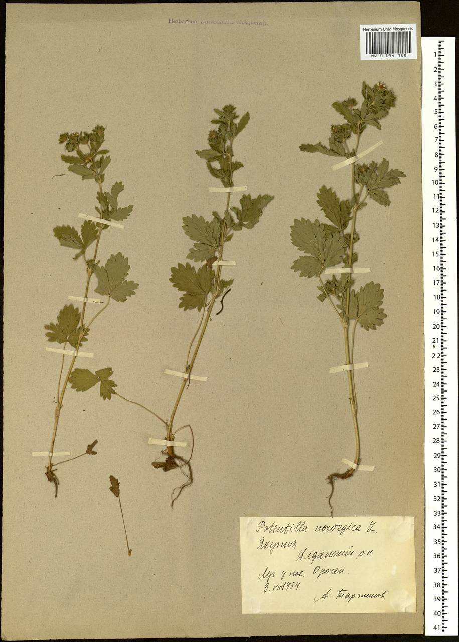 Potentilla norvegica L., Siberia, Yakutia (S5) (Russia)