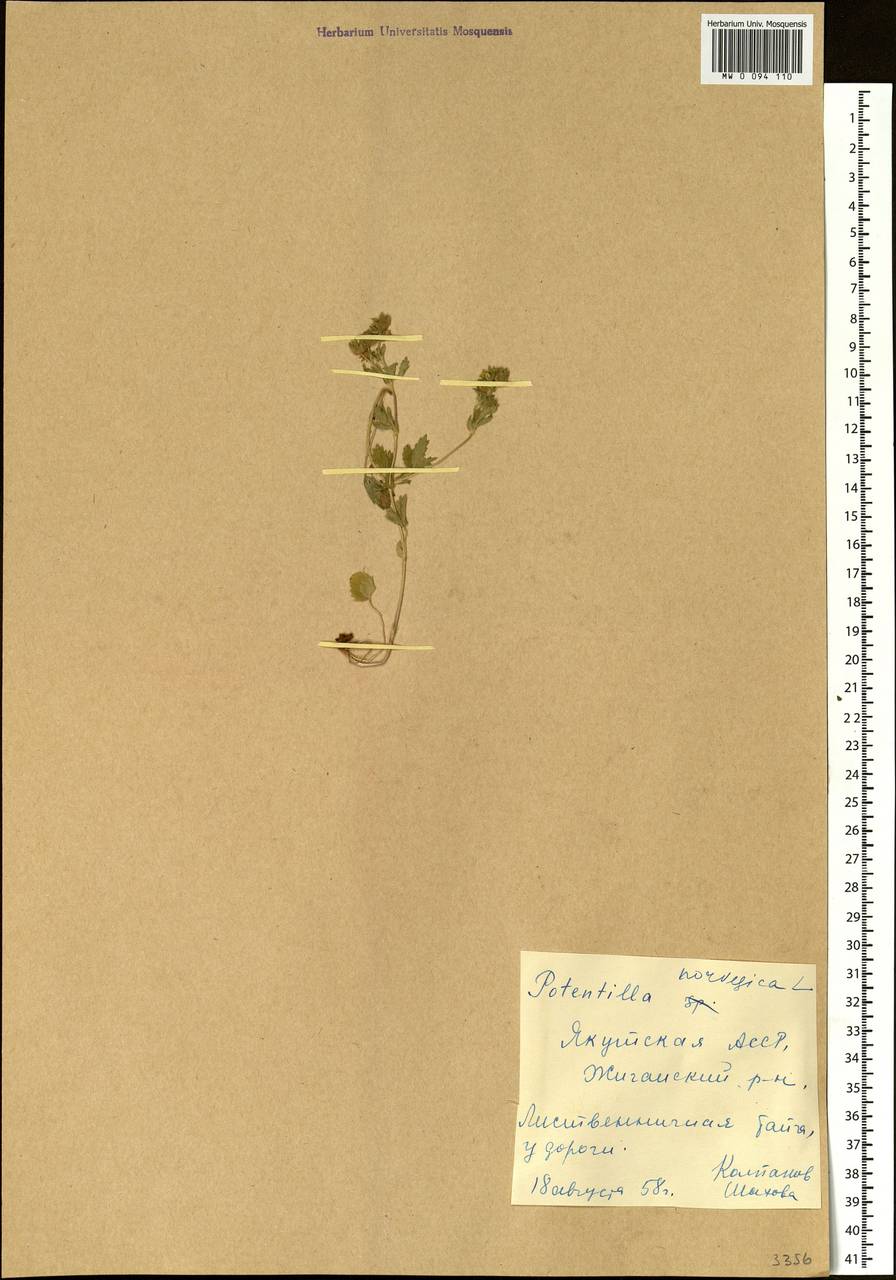 Potentilla norvegica L., Siberia, Yakutia (S5) (Russia)