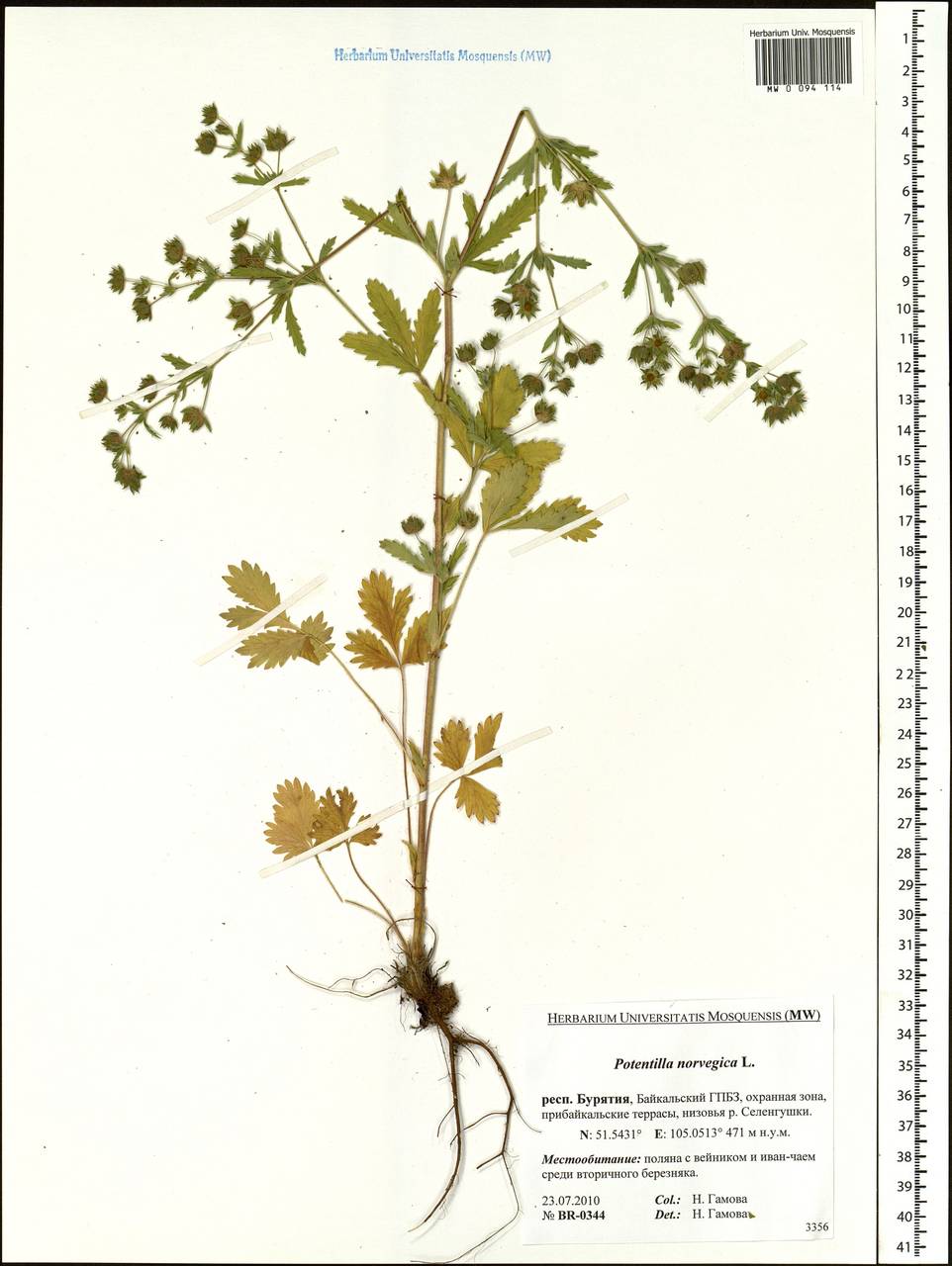 Potentilla norvegica L., Siberia, Baikal & Transbaikal region (S4) (Russia)