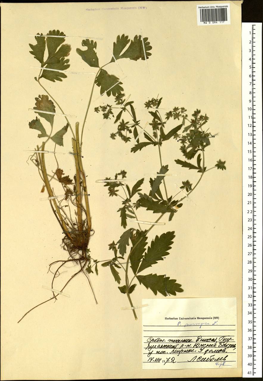 Potentilla norvegica L., Siberia, Central Siberia (S3) (Russia)