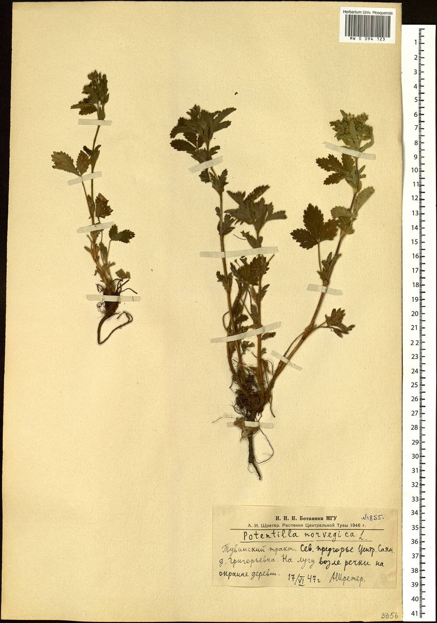 Potentilla norvegica L., Siberia, Altai & Sayany Mountains (S2) (Russia)