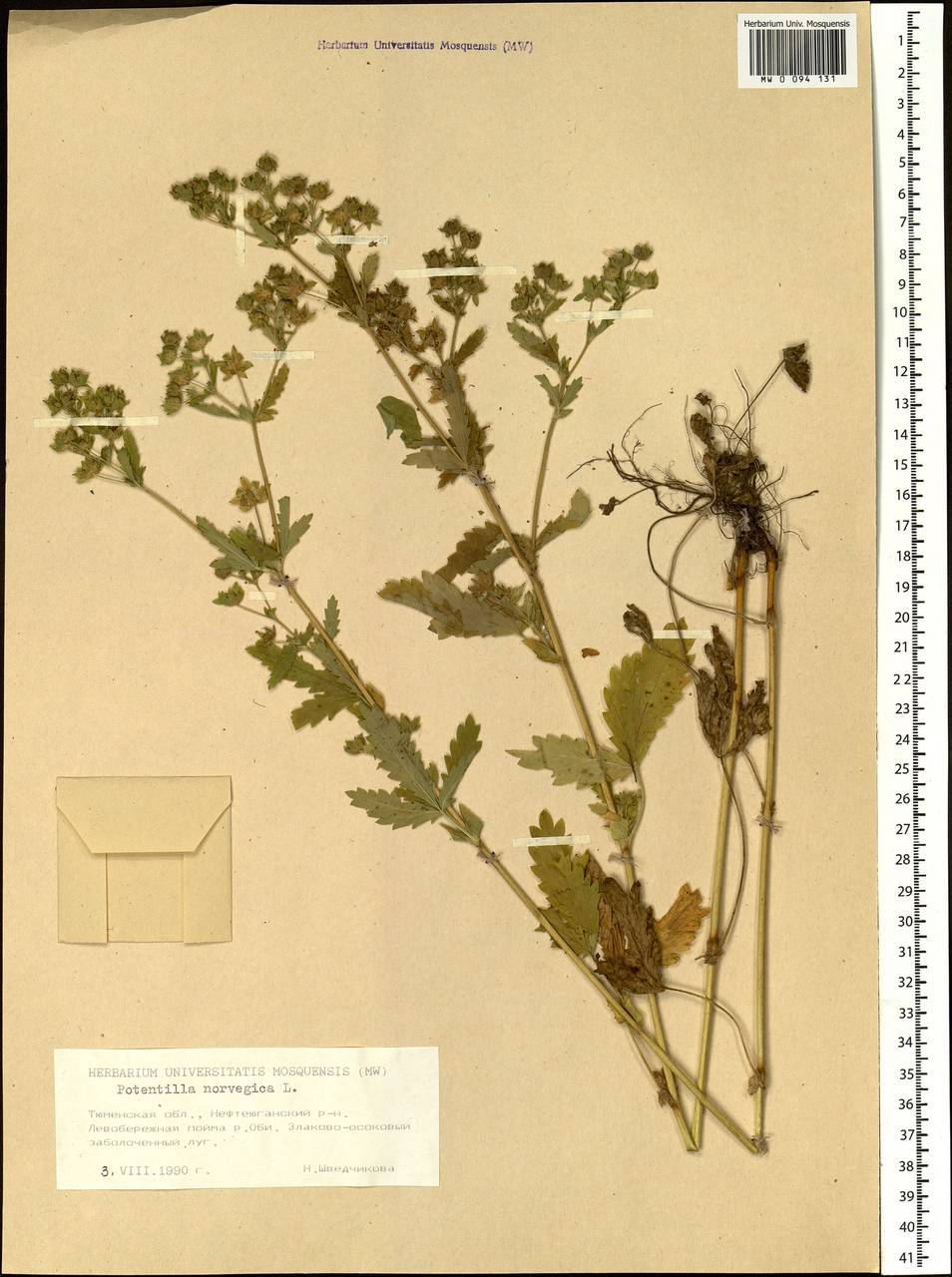 Potentilla norvegica L., Siberia, Western Siberia (S1) (Russia)