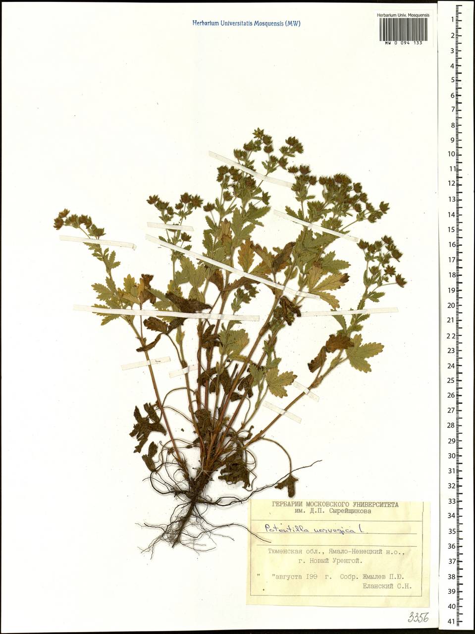 Potentilla norvegica L., Siberia, Western Siberia (S1) (Russia)