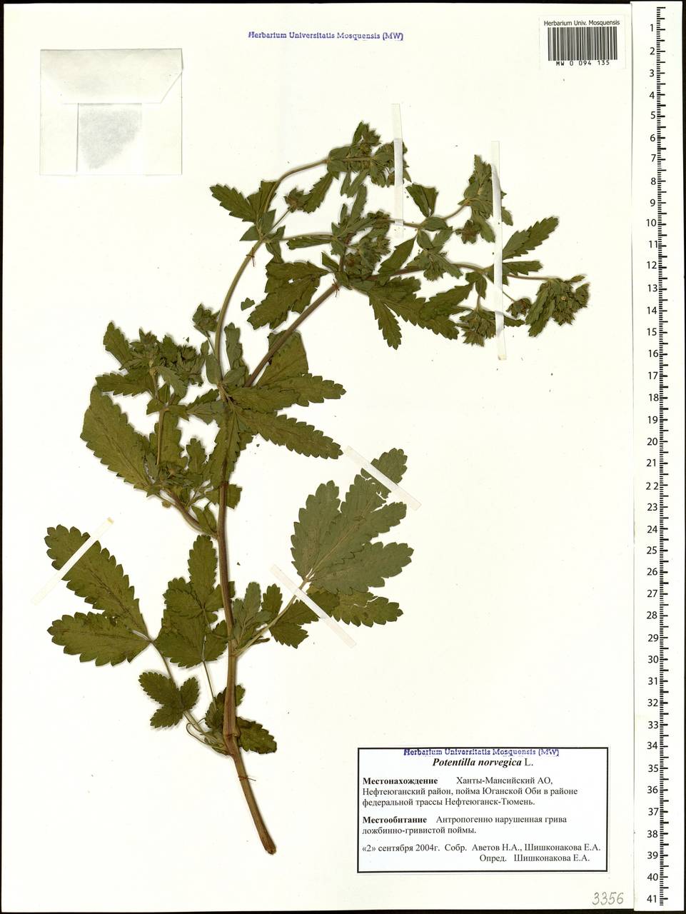 Potentilla norvegica L., Siberia, Western Siberia (S1) (Russia)