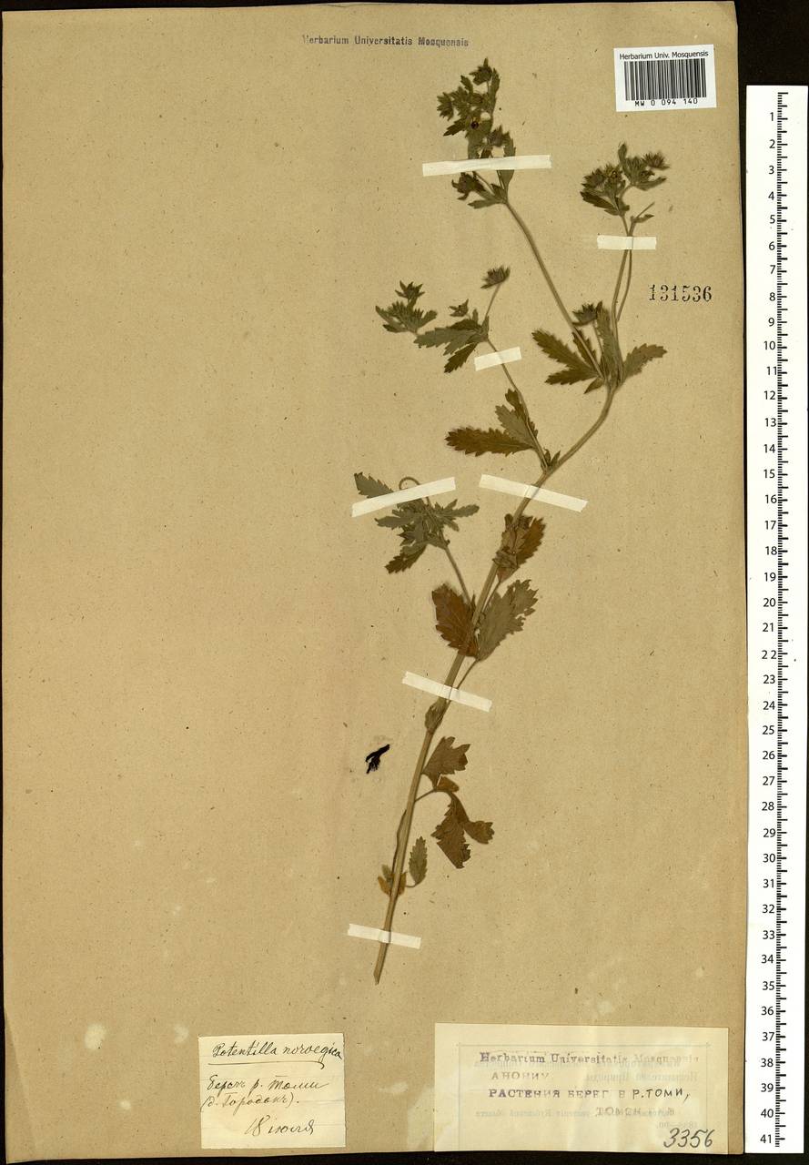 Potentilla norvegica L., Siberia, Western Siberia (S1) (Russia)