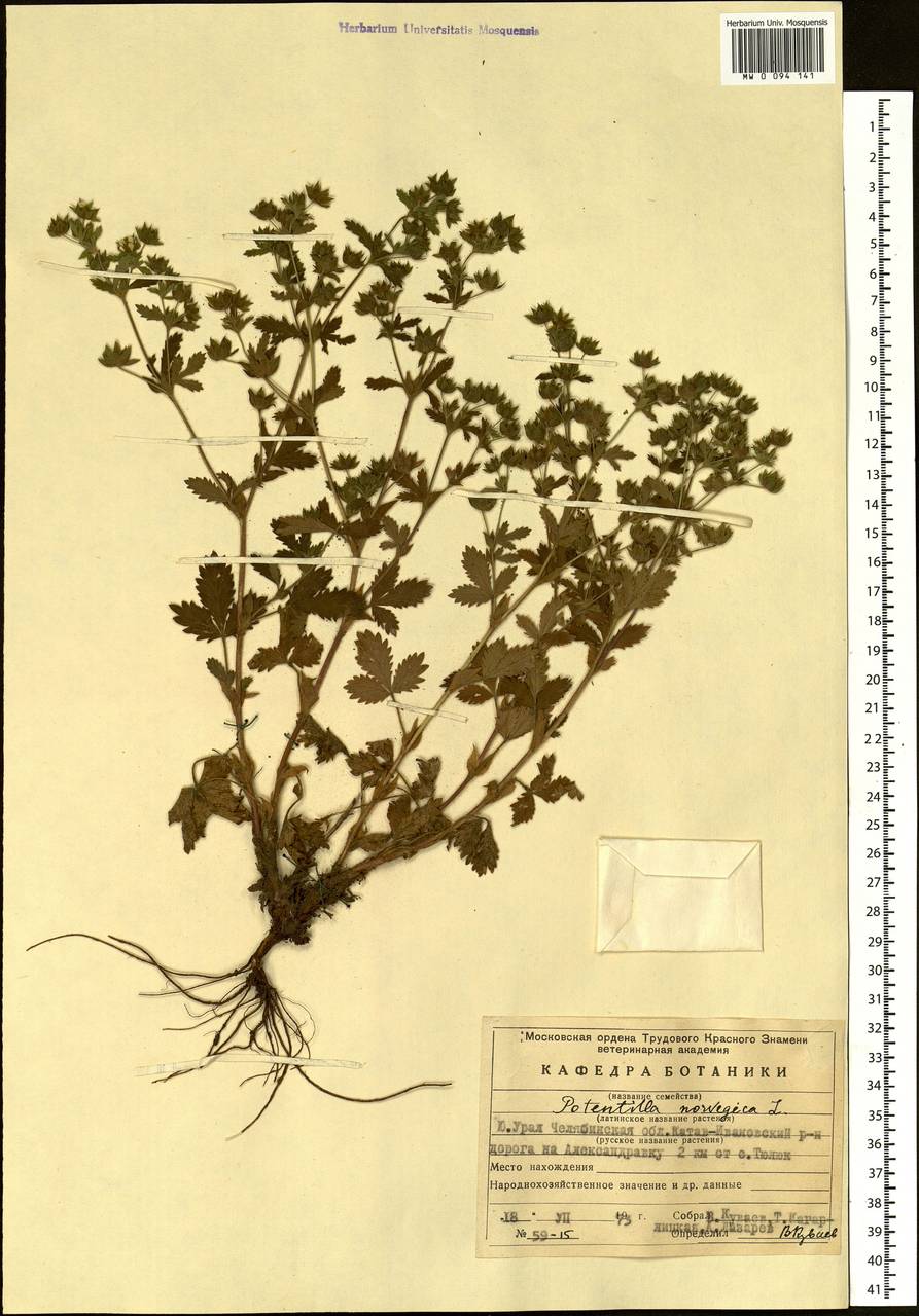 Potentilla norvegica L., Eastern Europe, Eastern region (E10) (Russia)