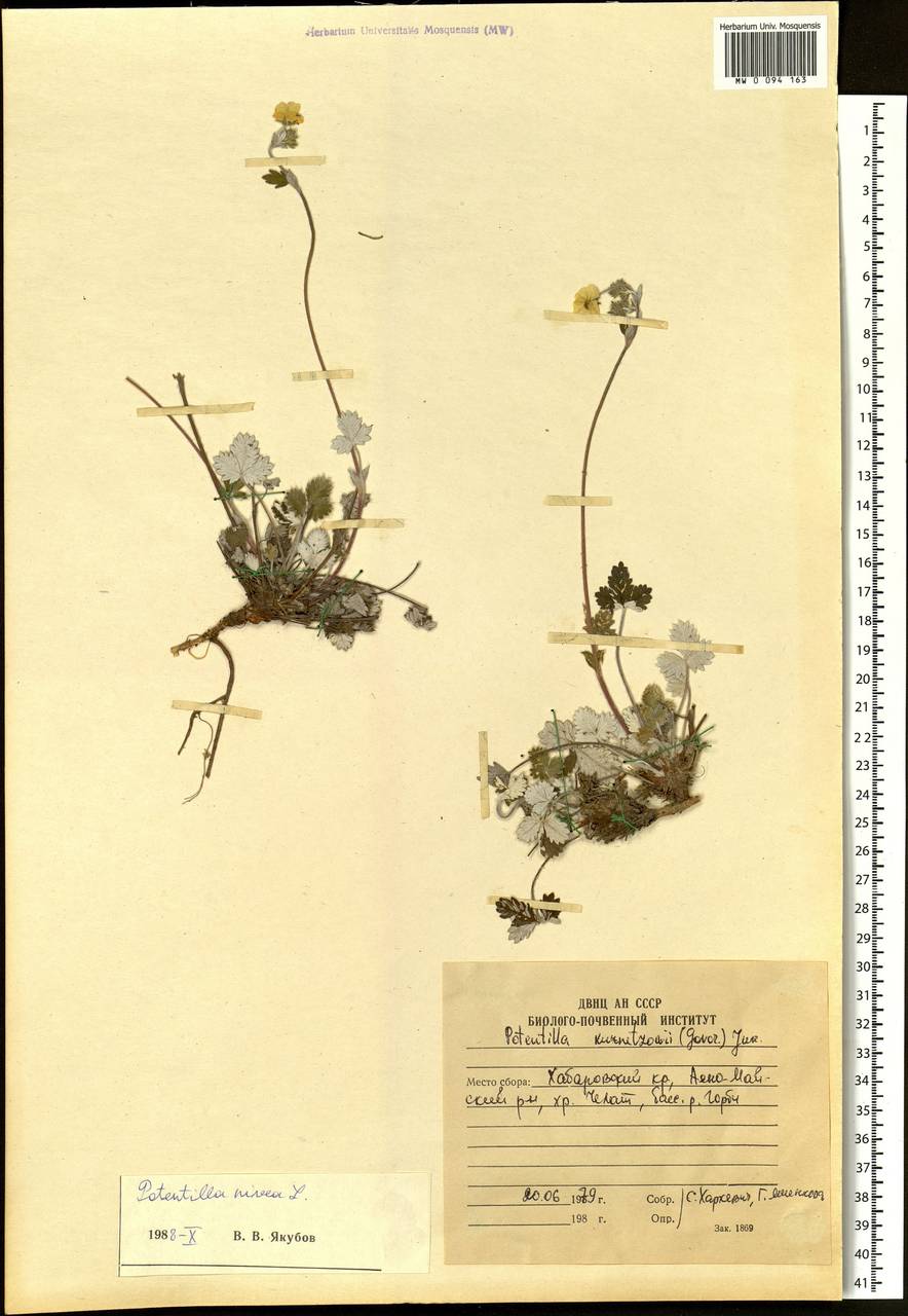 Potentilla nivea L., Siberia, Russian Far East (S6) (Russia)