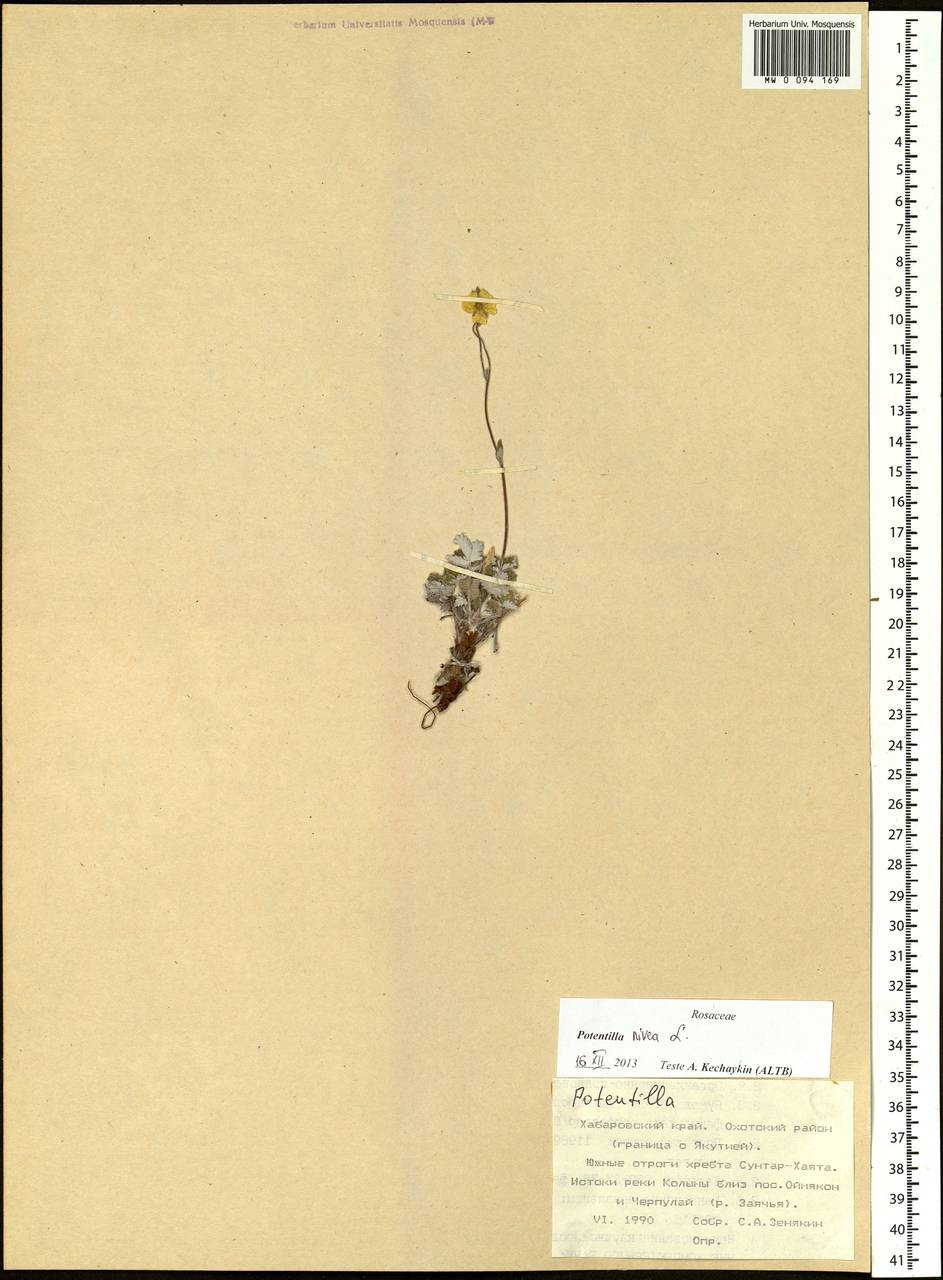 Potentilla nivea L., Siberia, Russian Far East (S6) (Russia)