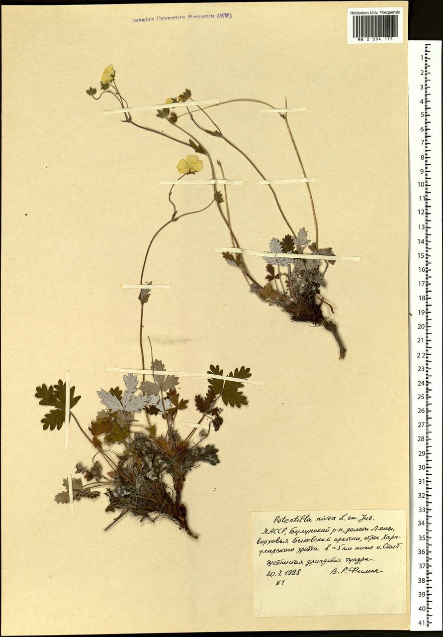 Potentilla nivea L., Siberia, Yakutia (S5) (Russia)