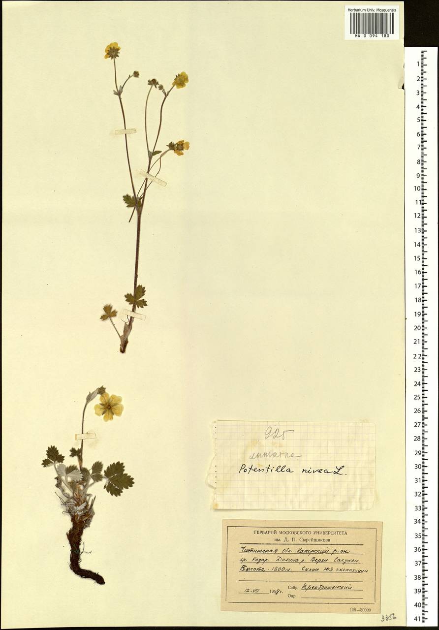 Potentilla nivea L., Siberia, Baikal & Transbaikal region (S4) (Russia)