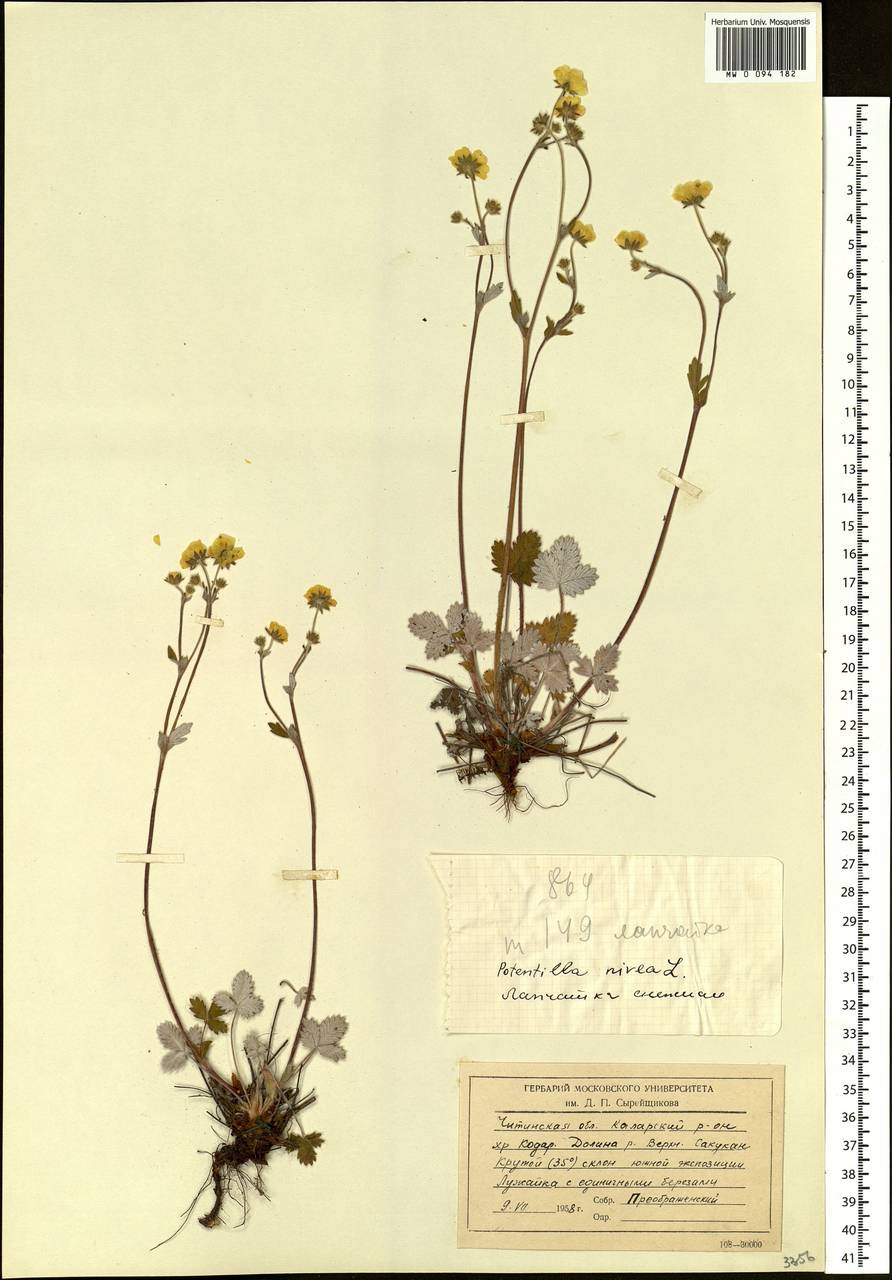 Potentilla nivea L., Siberia, Baikal & Transbaikal region (S4) (Russia)