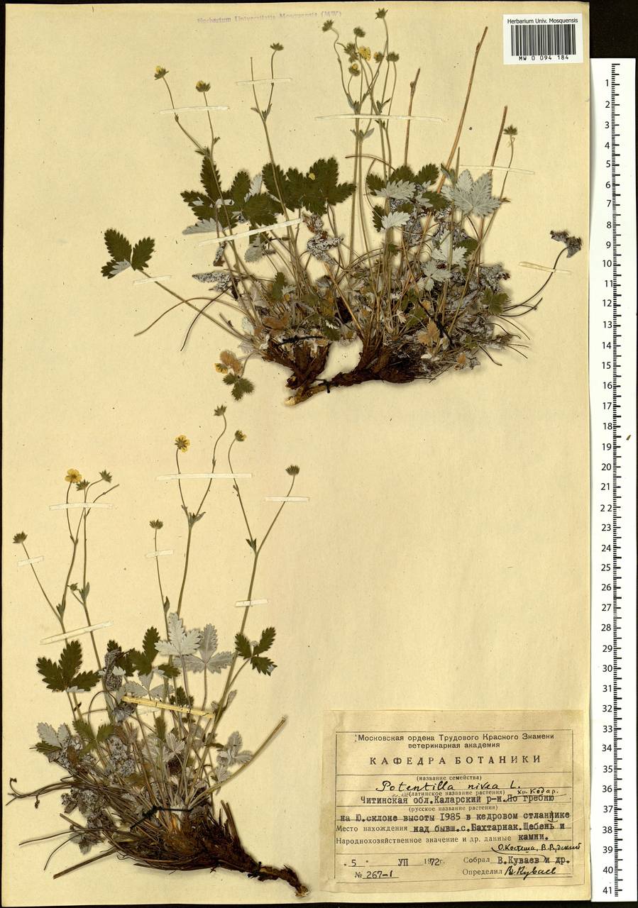 Potentilla nivea L., Siberia, Baikal & Transbaikal region (S4) (Russia)