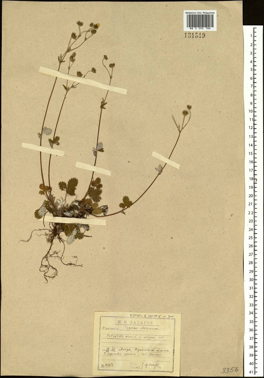 Potentilla nivea L., Siberia, Baikal & Transbaikal region (S4) (Russia)