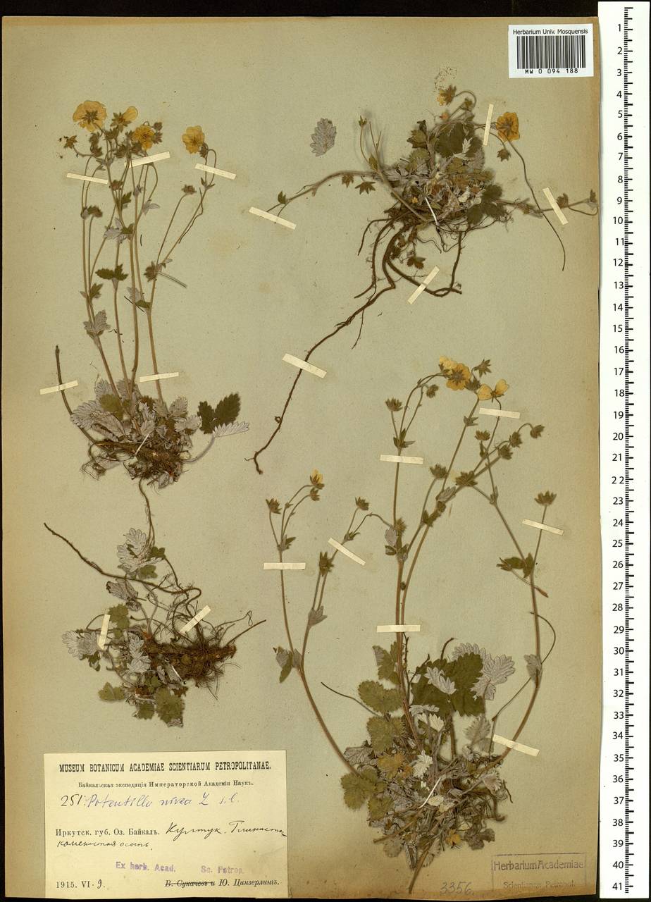 Potentilla nivea L., Siberia, Baikal & Transbaikal region (S4) (Russia)