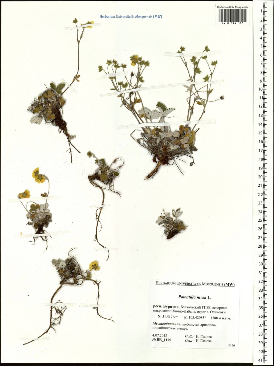 Potentilla nivea L., Siberia, Baikal & Transbaikal region (S4) (Russia)