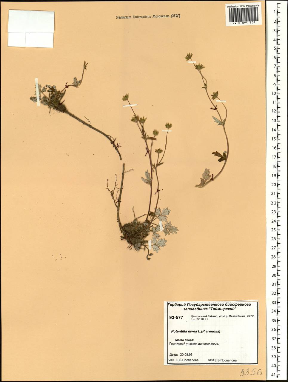 Potentilla nivea L., Siberia, Central Siberia (S3) (Russia)