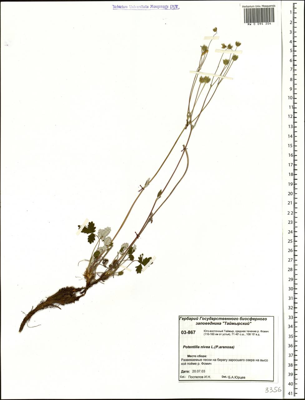 Potentilla nivea L., Siberia, Central Siberia (S3) (Russia)