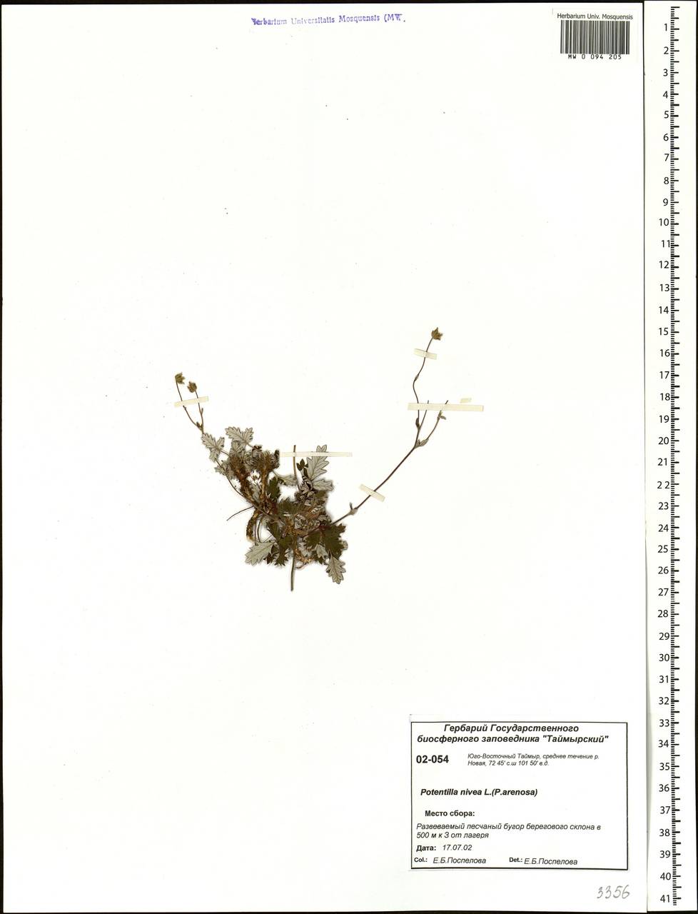 Potentilla nivea L., Siberia, Central Siberia (S3) (Russia)